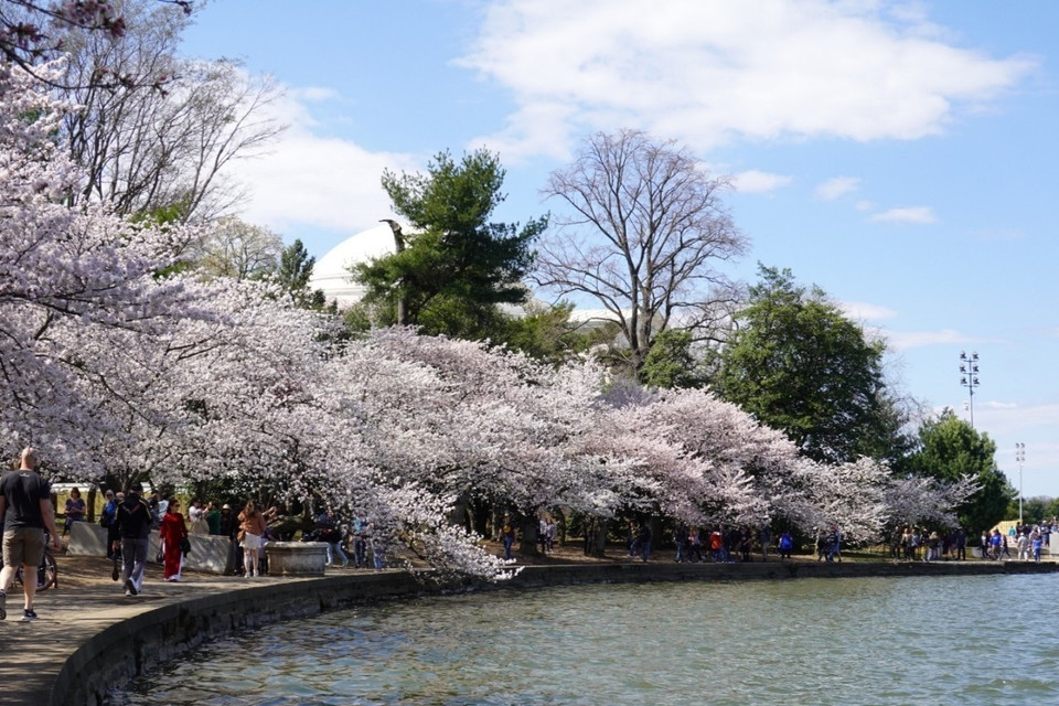 Rừng hoa anh đào nghiêng mình bên hồ nước biếc. (Ảnh: Kiều Trang/TTXVN)