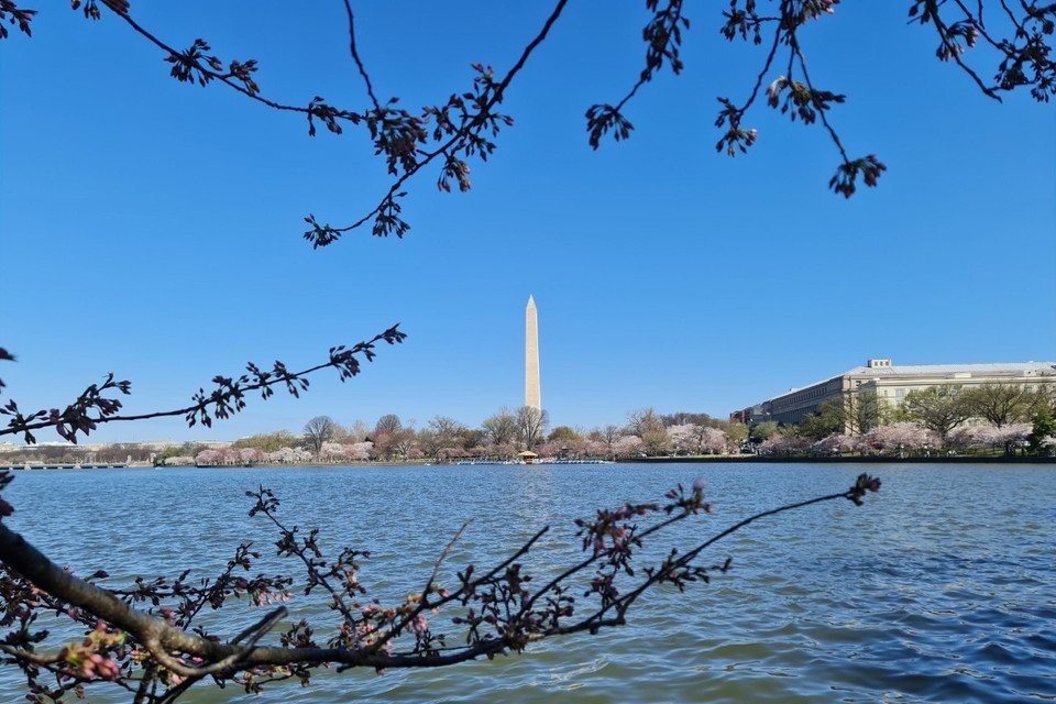 Tháp bút chì, biểu tượng của thủ đô Washington, bên kia mặt hồ Tidal Bisan cũng được soi bóng cùng những cây hoa anh đào nở rộ. (Ảnh: Kiều Trang/TTXVN)
