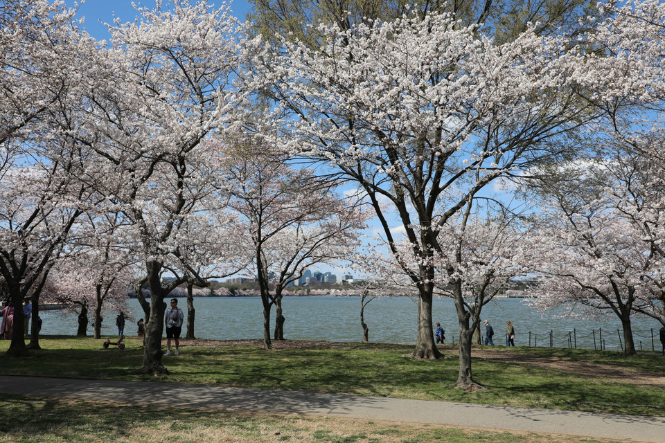 Hoa anh đào nở sớm. (Ảnh: Kiều Trang/TTXVN)