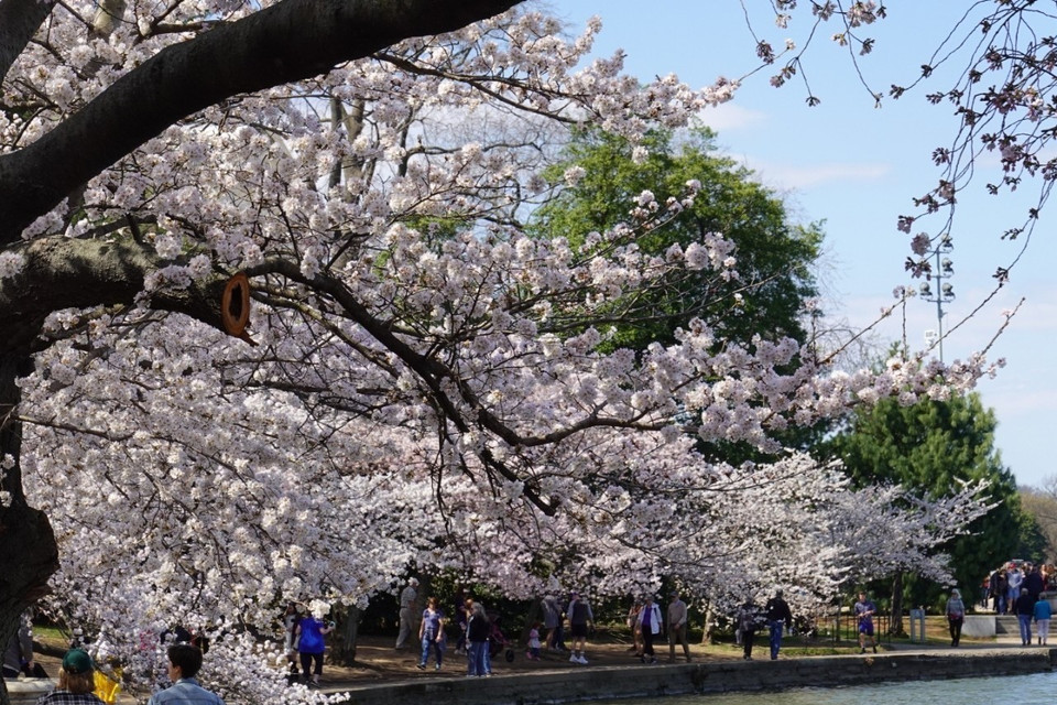 Những ngày hoa nở rộ có rất đông du khách đến ngắm hoa và đi dạo quanh hồ. (Ảnh: Kiều Trang/TTXVN)
