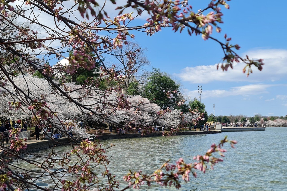 Hoa anh đào vào độ nở rực rỡ, soi mình bên hồ nước biếc.(Ảnh: Kiều Trang/TTXVN)