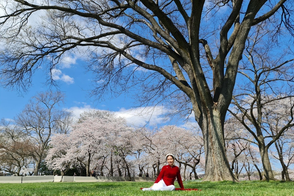 Du khách Việt khoe tà áo dài trong sắc hoa anh đào trên đất Mỹ. (Ảnh: Kiều Trang/TTXVN)