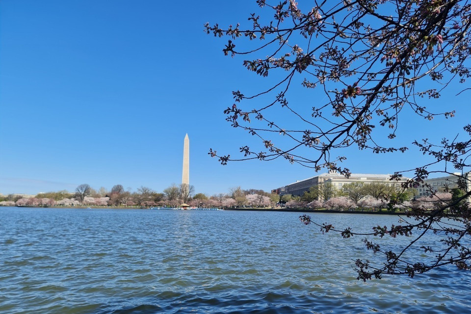 Tháp bút chì, biểu tượng của thủ đô Washington, bên kia mặt hồ Tidal Bisan cũng được soi bóng cùng những cây hoa anh đào nở rộ. (Ảnh: Kiều Trang/TTXVN)