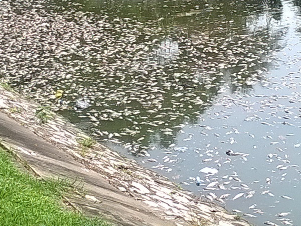 Cá chết "phơi trắng" Hồ Thiền Quang. (Ảnh: Hùng Võ/Vietnam+)