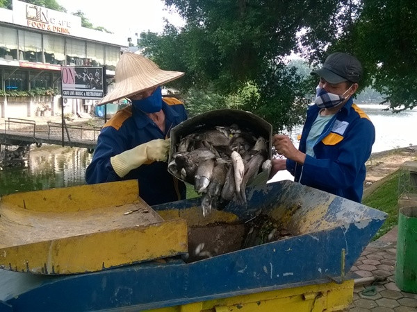 Công nhân xí nghiệp thoát nước số 3 vớt cá đưa đi tiêu hủy. (Ảnh: Hùng Võ/Vietnam+)