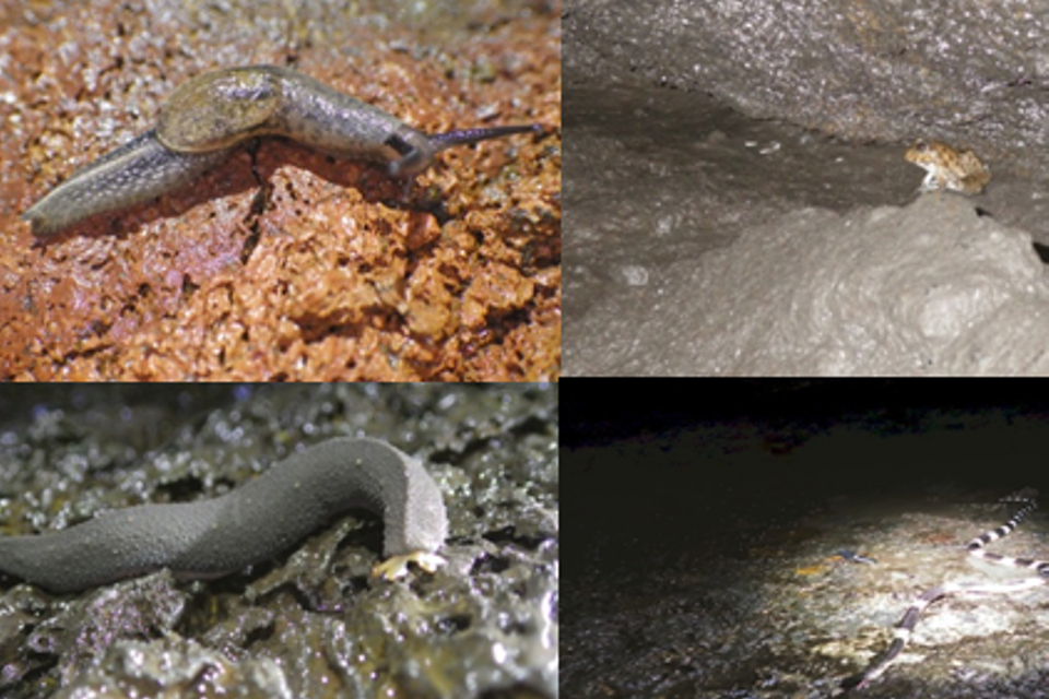 Trong một số hang động núi lửa có sự sống của một số loài ốc sên, ếch, rắn Cạp Nia và giống sên chưa xác định. (Nguồn ảnh: TCĐC-KSVN)