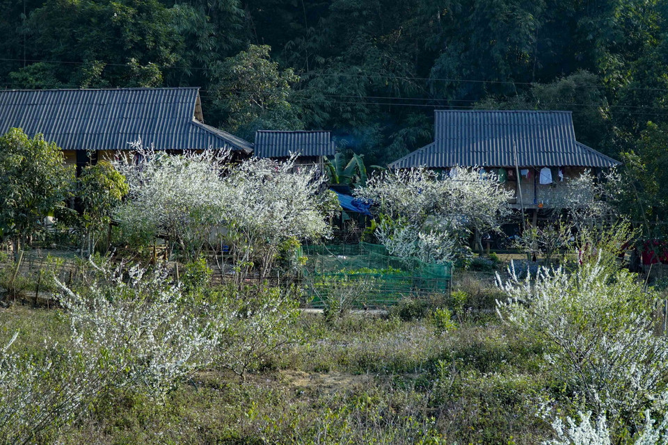 Hoa mận bung nở dưới những nếp nhà sàn của người dân tộc Thái. (Ảnh: Xuân Tư/TTXVN)