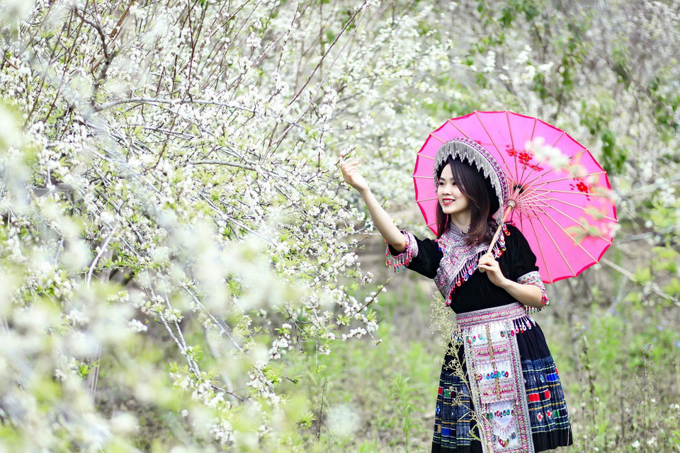 Thiếu nữ với trang phục của người dân tộc Mông giữa vườn hoa mận trắng muốt. (Ảnh: Xuân Tư/TTXVN)