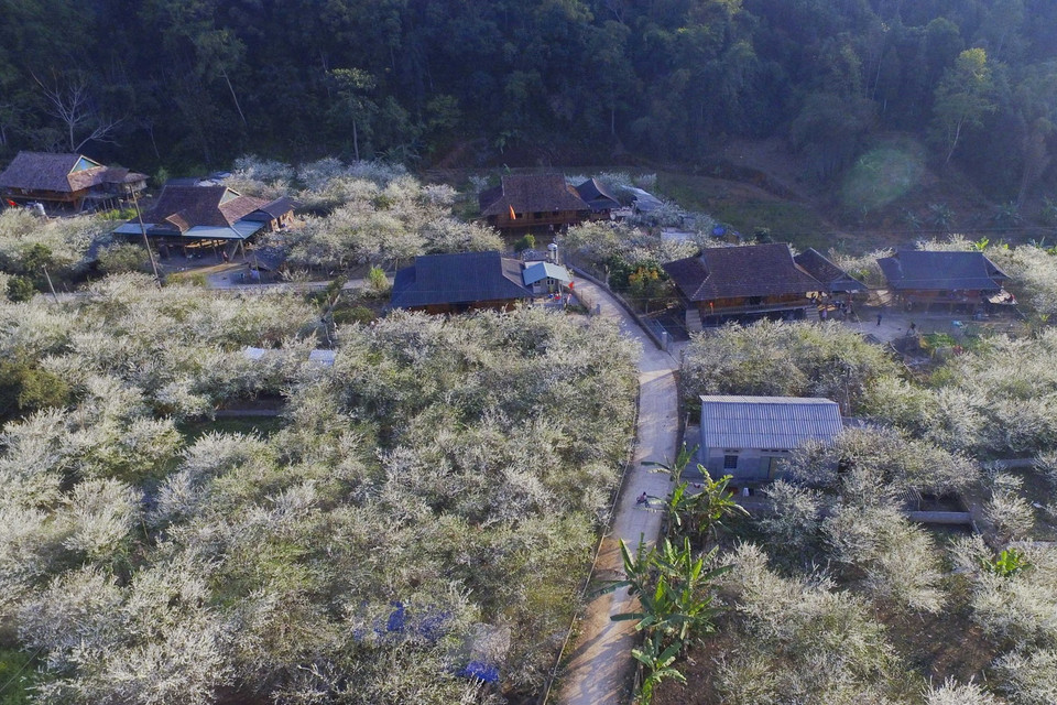 Vẻ đẹp của hoa mận và bản làng tạo nên khung cảnh Tây Bắc mùa Xuân đẹp hơn bao giờ hết. (Ảnh: Xuân Tư/TTXVN)