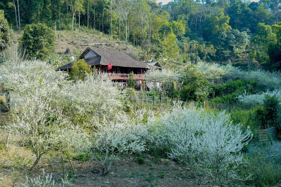 Hoa mận bao quanh những mái nhà đơn sơ của người dân tạo nên khung cảnh lãng mạn, thi vị. (Ảnh: Xuân Tư/TTXVN)