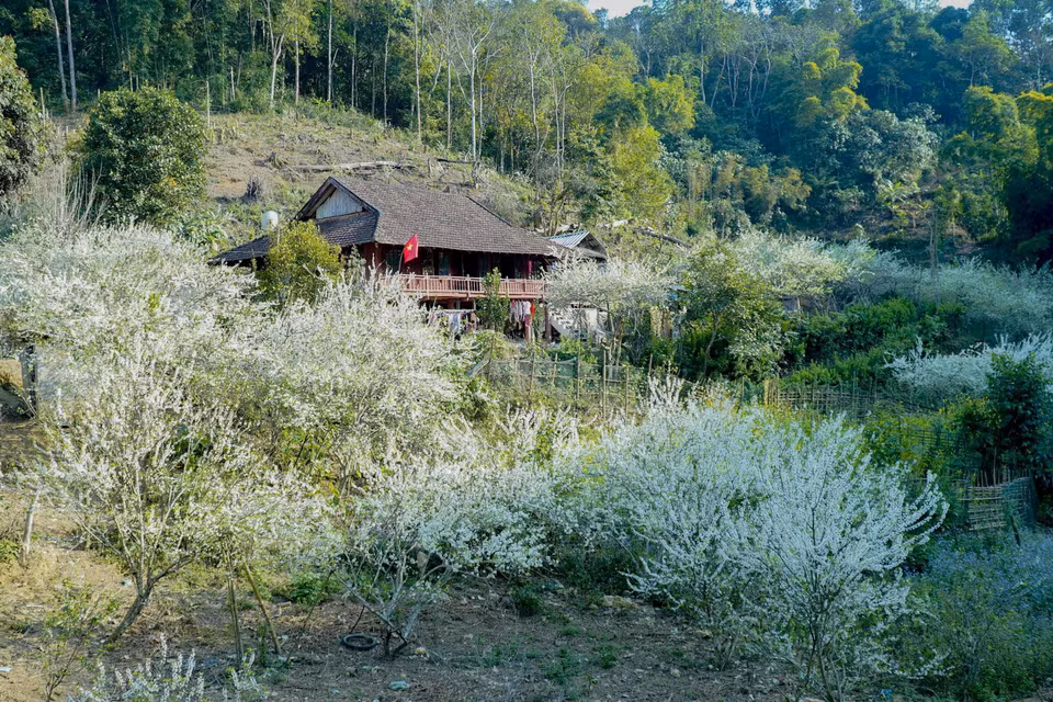 Hoa mận bao quanh những mái nhà đơn sơ của người dân tạo nên khung cảnh lãng mạn, thi vị. (Ảnh: Xuân Tư/TTXVN)
