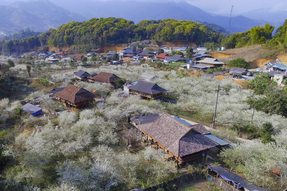 Vẻ đẹp của hoa mận và bản làng tạo nên khung cảnh Tây Bắc mùa xuân đẹp hơn bao giờ hết. (Ảnh: Xuân Tư/TTXVN)