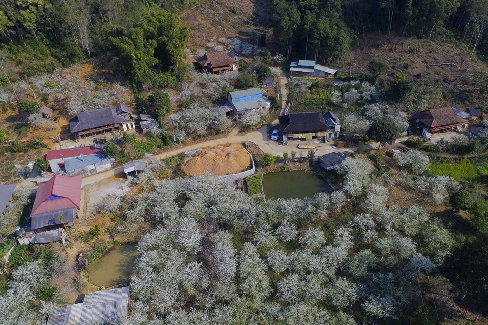 Vẻ đẹp của vườn hoa mận nhìn từ trên cao. (Ảnh: Xuân Tư/TTXVN)