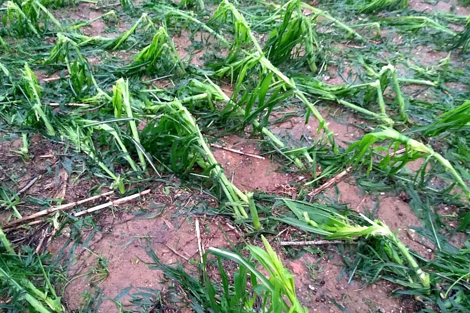 Nhiều địa phương có mưa đá dữ dội, hạt đá rơi dày đặc, kèm theo gió lốc mạnh gây nhiều thiệt hại về nhà ở, tài sản, cây trồng và hoa màu các loại. Trong ảnh: Cây dược liệu trên địa bàn huyện Bảo Yên bị thiệt hại nặng nề. (Ảnh: Quốc Khánh/TTXVN)