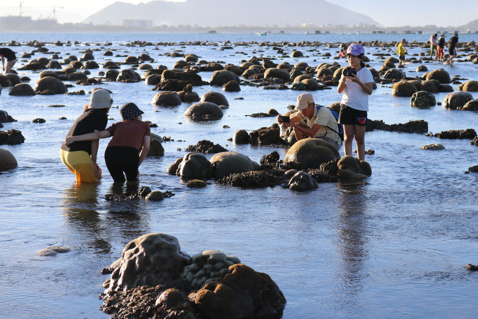 Mỗi khi nước triều rút, bãi rạn san hô trải dài cả km ở biển Đông Hải ở thành phố Phan Rang-Tháp Chàm (Ninh Thuận) hiện lên với muôn hình dáng, màu sắc độc đáo. Trong ảnh: Bãi rạn san hô là điểm thu hút du khách, đặc biệt là các bạn trẻ tới chụp ảnh. (Ảnh: Nguyễn Thành/TTXVN)