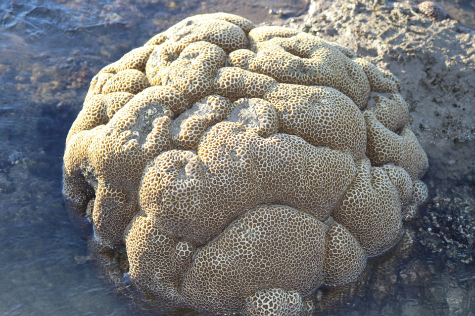 San hô có hình dạng như một khối não. (Ảnh: Nguyễn Thành/TTXVN)