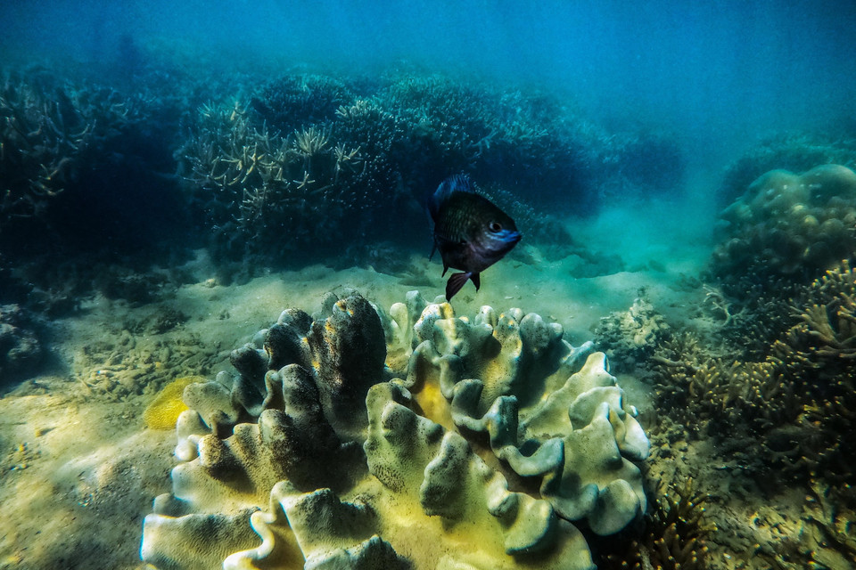 Bãi rạn san hô tạo cảnh sắc tuyệt đẹp thu hút du khách. (Ảnh: Nguyễn Thành/TTXVN)