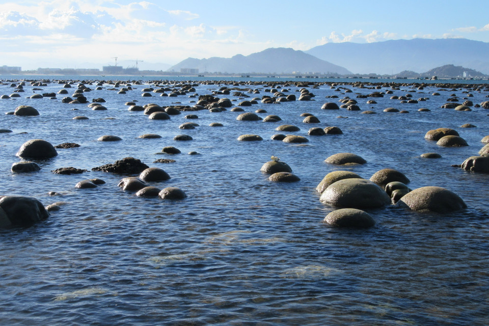 San hô chỉ nổi lên trên mặt nước từ tháng Năm đến hết tháng Bảy dương lịch, nhất là mùng 1 và ngày rằm là lúc thủy triều xuống mức thấp, bãi rạn san hô lộ rõ trên mặt biển tạo cảnh sắc tuyệt đẹp thu hút du khách. (Ảnh: Nguyễn Thành/TTXVN)