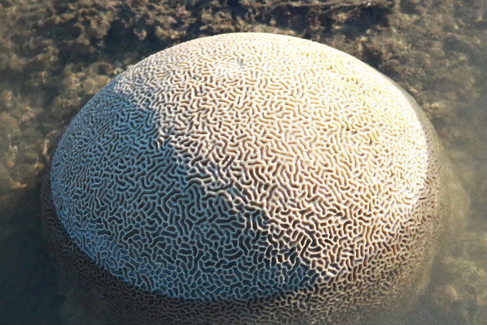 Bãi rạn san hô tạo cảnh sắc tuyệt đẹp thu hút du khách. (Ảnh: Nguyễn Thành/TTXVN)