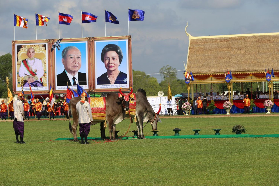 Quang cảnh đôi bò thiêng chọn ăn các vật phẩm tại buổi lễ. (Ảnh: PV/TTXVN)