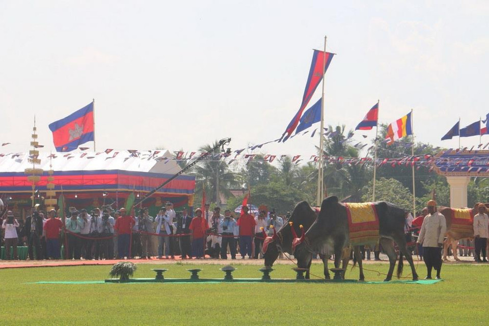 Quang cảnh đôi bò thiêng chọn ăn vật phẩm tại buổi lễ. (Ảnh: PV/TTXVN)