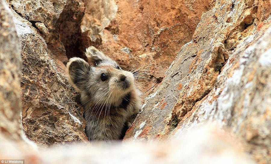 Ili pika là một động vật có vú sống trên núi, dài khoảng 20cm và có đôi tai lớn. Chúng là một trong những động vật quý hiếm nhất thế giới và hiện chỉ còn khoảng 1.000 con. (Nguồn: QQ)