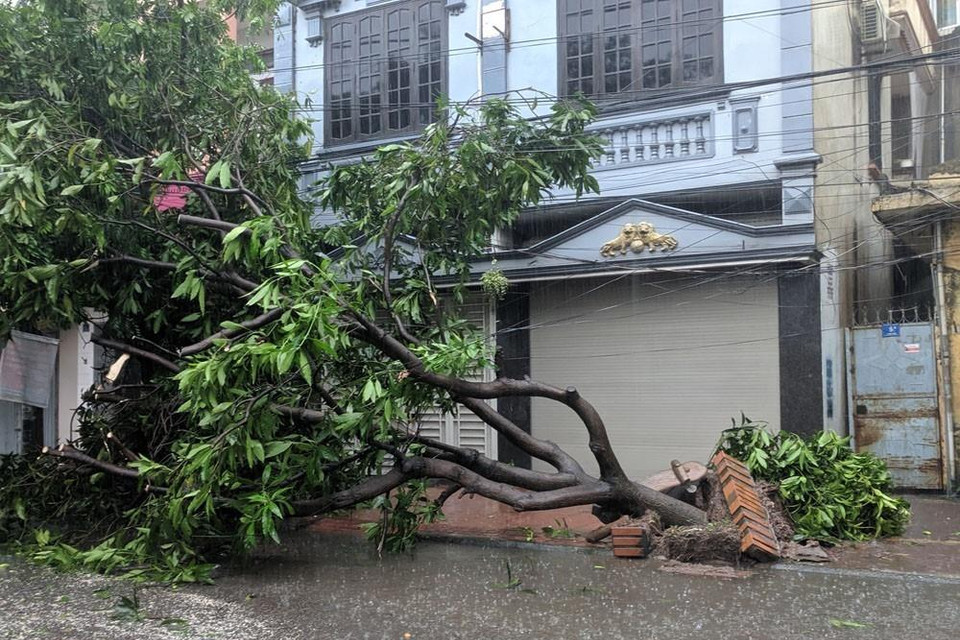 Cây xanh bật gốc trên phố Quán Thánh, thành phố Hải Dương, tỉnh Hải Dương. (Ảnh: Mạnh Minh/TTXVN)