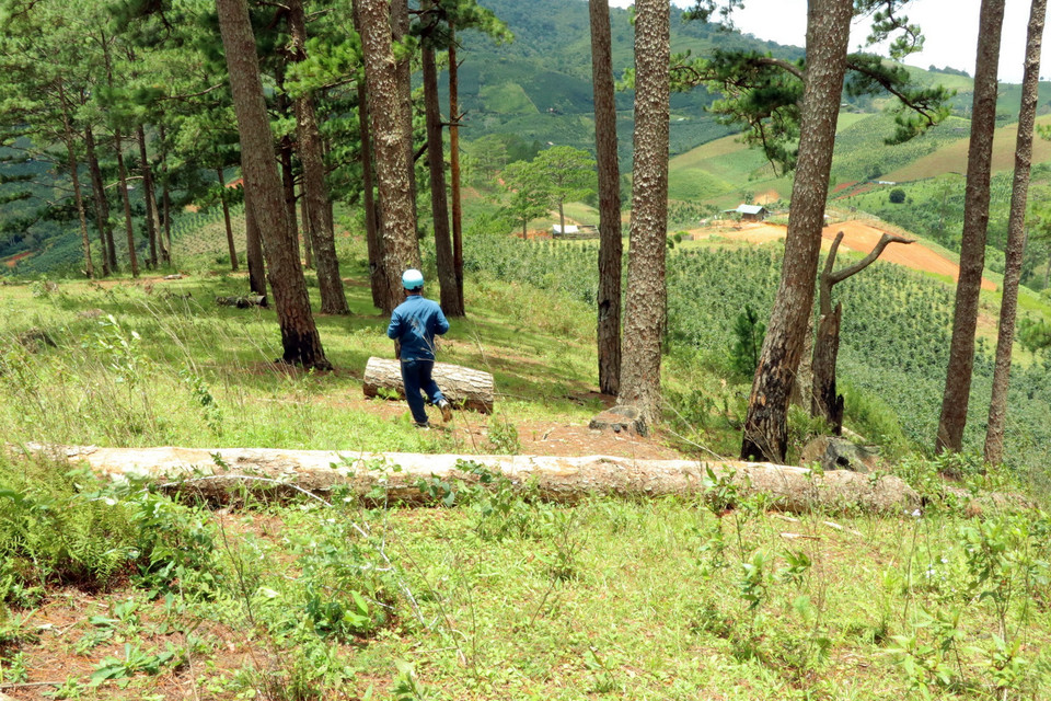Một cánh rừng ở tiểu khu 99 huyện Lạc Dương đã bị phá và lấn chiếm gần hết. (Ảnh: Chu Quốc Hùng/TTXVN)