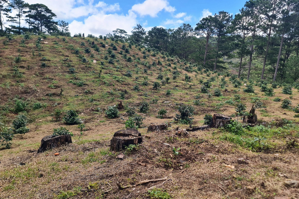 Rừng thông hàng chục năm tuổi đã bị phá để trồng càphê. (Ảnh: Chu Quốc Hùng/TTXVN)