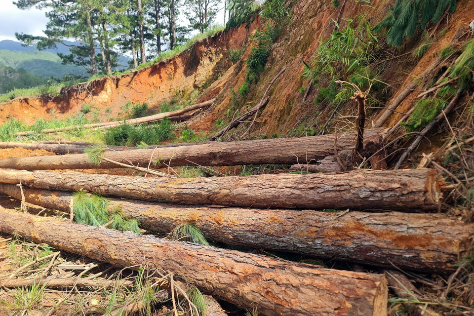 Chủ rừng phải cưa hạ số cây thông bị lâm tặc đầu độc để trồng cây mới. (Ảnh: Chu Quốc Hùng/TTXVN)