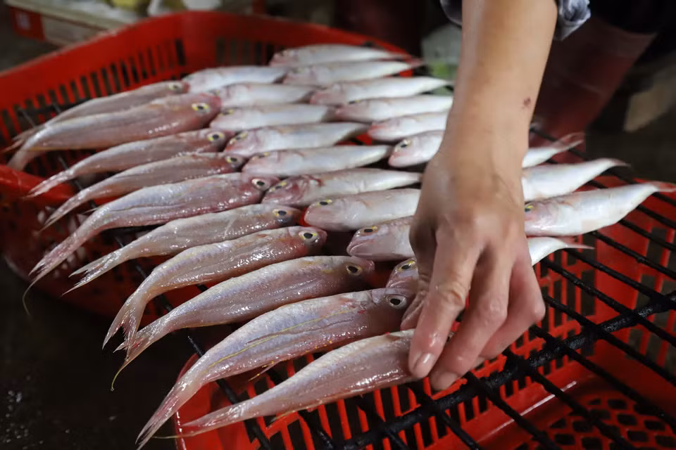  Việc sắp xếp cá biển lên mặt “rả” trước lúc mang đi nướng cũng đòi hỏi sự miệt mài, tỉ mỉ để thân cá luôn giữ được hình dạng tự nhiên nhất, lúc nướng sẽ mau chín, chín đều. (Ảnh: Xuân Tiến/TTXVN)