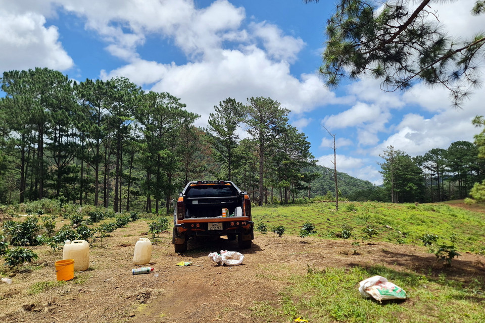 Ngang nhiên lấn chiếm rừng để trồng càphê. (Ảnh: Chu Quốc Hùng/TTXVN)