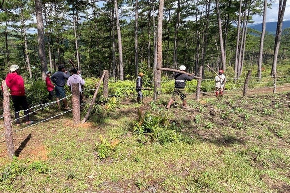 Lực lượng chức năng huyện Lạc Dương, giải tỏa 1 khu vườn lấn chiếm đất rừng. (Ảnh: Chu Quốc Hùng/TTXVN)