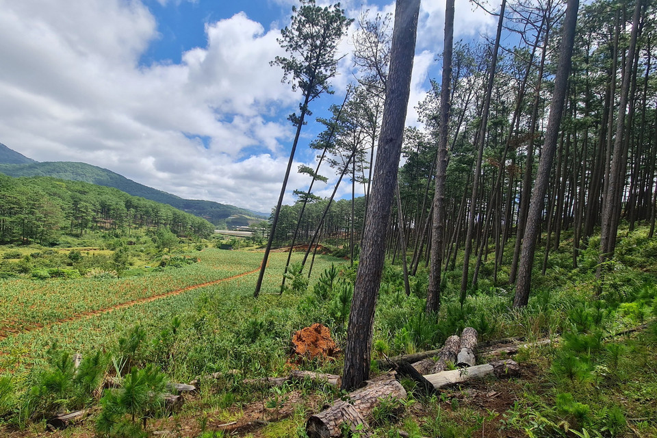 Rừng bị chặt phá bừa bãi ở huyện Lạc Dương. (Ảnh: Chu Quốc Hùng/TTXVN)