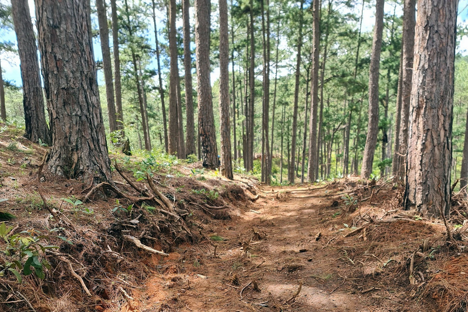 Một hộ gia đình ở Đạ Sar-Lạc Dương, mới mở đường trái phép băng qua cánh rừng phòng hộ. (Ảnh: Chu Quốc Hùng/TTXVN)