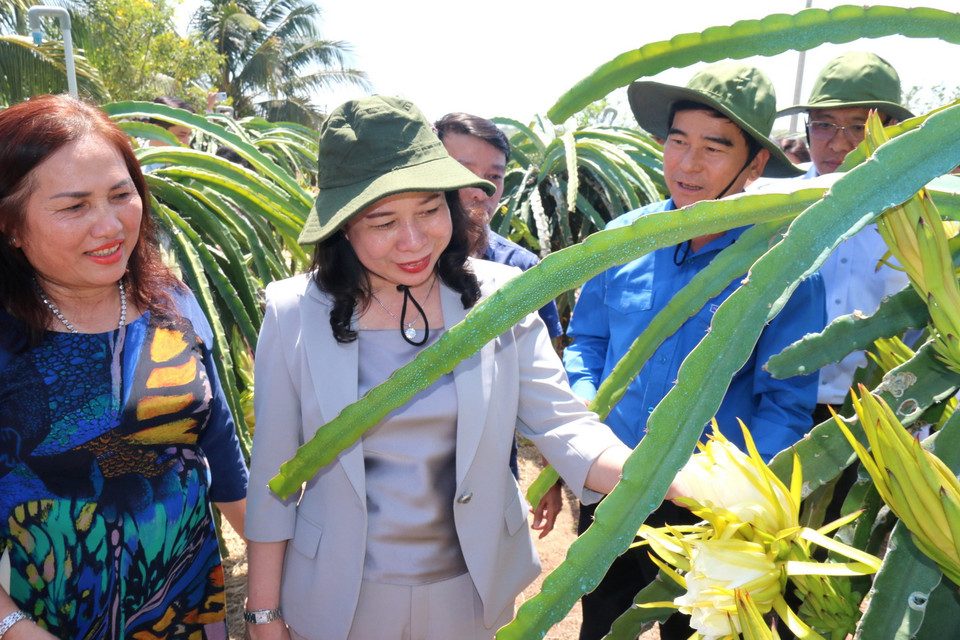 Quyền Chủ tịch nước Võ Thị Ánh Xuân tham quan mô hình trồng thanh long công nghệ cao tại huyện Hàm Thuận Bắc, tỉnh Bình Thuận. (Ảnh: Nguyễn Thanh/TTXVN)