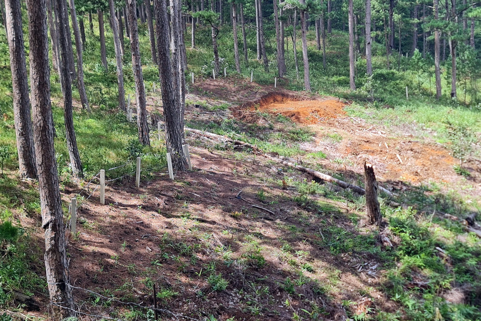 Một hành vi lấn chiếm đất rừng ở Lạc Dương. (Ảnh: Chu Quốc Hùng/TTXVN)