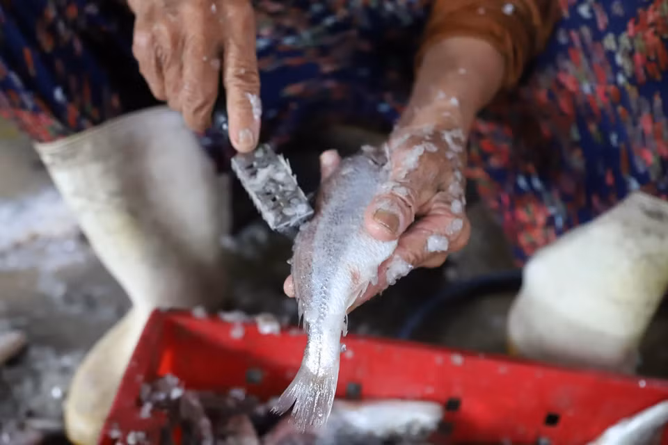Tùy thuộc vào từng loại cá biển mà người dân có cách "xỏi vảy" (làm sạch vảy cá) khác nhau. Việc làm sạch vảy cá sẽ giúp cá mau chín khi nướng. (Ảnh: Xuân Tiến/TTXVN)