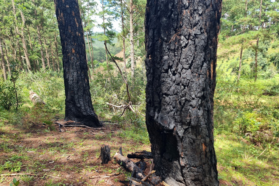 Nhiều cây thông cổ thụ ở Lạc Dương bị lâm tặc đốt cho chết để chiếm đất. (Ảnh: Chu Quốc Hùng/TTXVN)