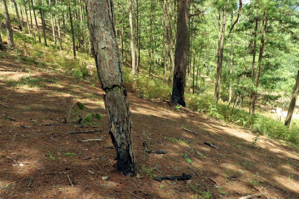 Ken cây, đốt gốc là thủ đoạn phá rừng của lâm tặc. (Ảnh: Chu Quốc Hùng/TTXVN)