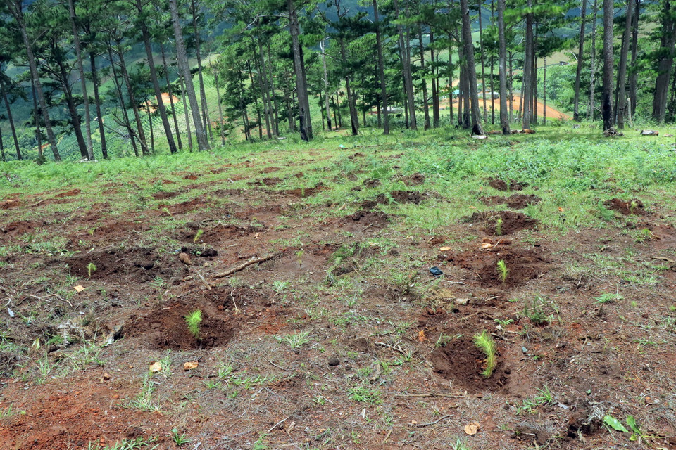 Ban quản lý rừng phòng hộ đầu nguồn Đa Nhim-Lạc Dương, trồng lại thông trên diện tích rừng bị phá. (Ảnh: Chu Quốc Hùng/TTXVN)