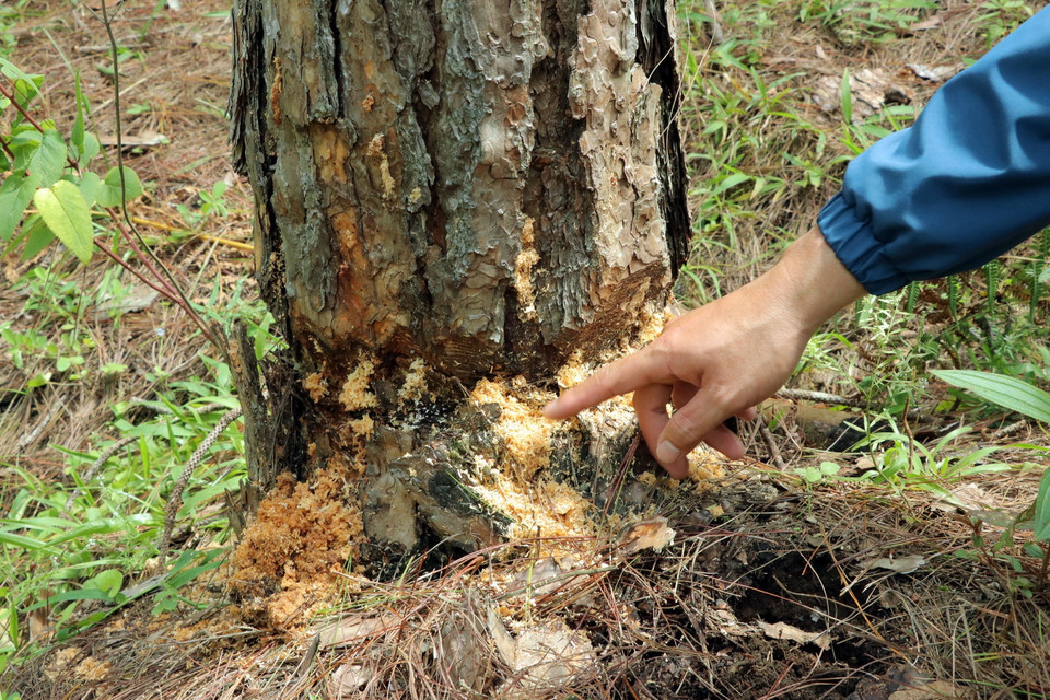 Lâm tặc ken gốc hủy hoại cây thông. (Ảnh: Chu Quốc Hùng/TTXVN)