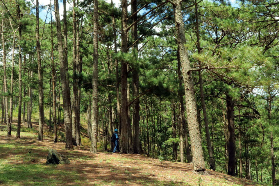 Nhiều cây thông trong một cánh rừng ở tiểu khu 114A, xã Đạ Sar, Lạc Dương, bị ken gốc cho cây chết. (Ảnh: Chu Quốc Hùng/TTXVN)