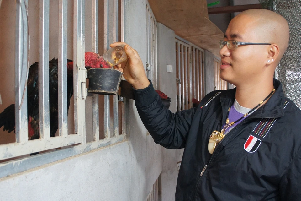 Mỗi ngày gà chọi được cho ăn ba bữa. (Ảnh: Thanh Tâm/Vietnam+)