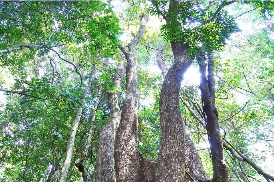 Cây gỗ Xá xị có đường kính lớn trong Khu bảo tồn thiên nhiên Tà Đùng. (Ảnh: Dương Giang/TTXVN)