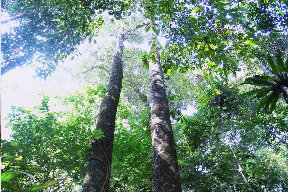 Cây gỗ Bạch tùng có đường kính gốc gần 1m trong Khu bảo tồn thiên nhiên Tà Đùng. (Ảnh: Dương Giang/TTXVN)