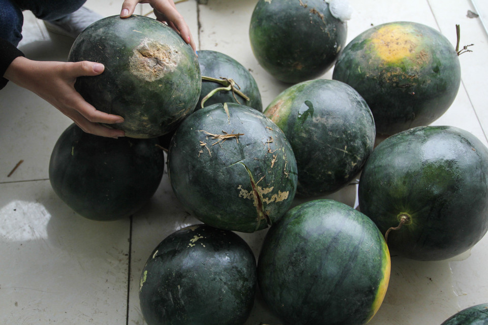 Trong quá trình vận chuyển có một số quả bị dập, hỏng. (Ảnh: PV/Vietnam+)