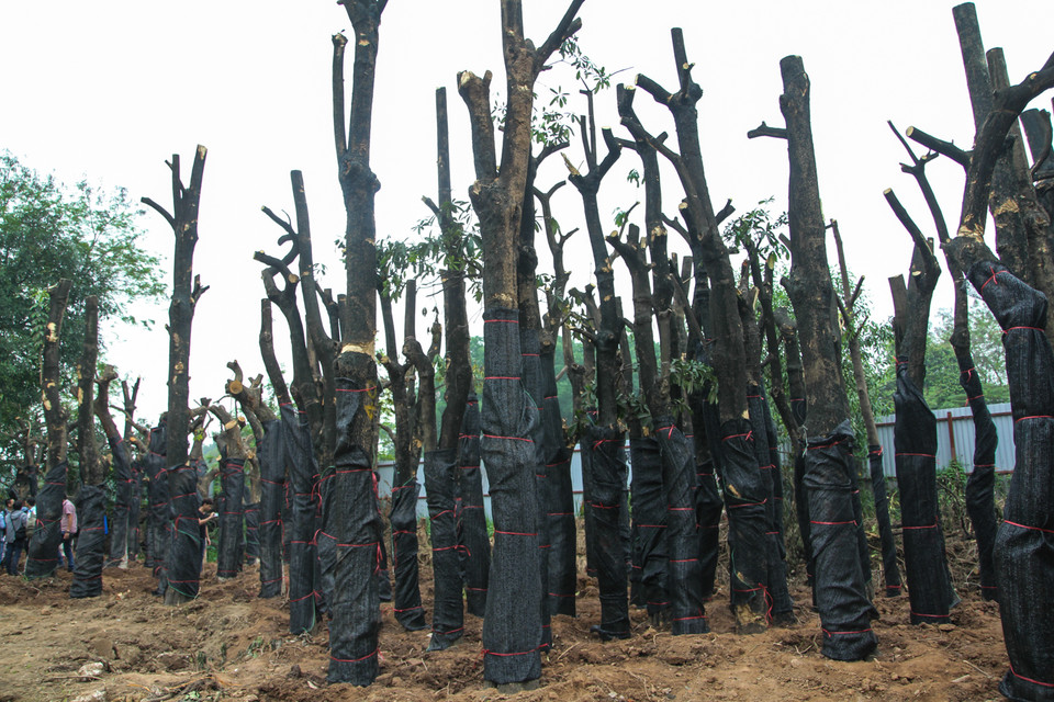 Bên cạnh các cây đã đốn, 128 cây từ đường Nguyễn Chí Thanh cũng được đưa về vườn ươm để 'phục hồi sức khỏe' trước khi đem đi trồng lại. (Ảnh: Minh Sơn-Sơn Bách/Vietnam+)