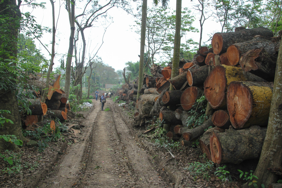 Riêng tại vườn ươm của Xí nghiệp Sản xuất Cây xanh, cây hoa, cây cảnh tại Cầu Diễn (Nam Từ Liêm) tổng cộng có 186,9 khối xà cừ và 31,69 khối gỗ khác. (Ảnh: Minh Sơn-Sơn Bách/Vietnam+)