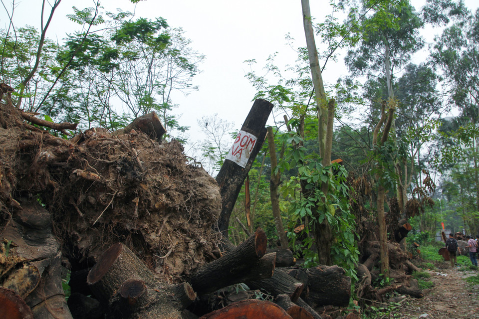 Những thân cây mới được chặt vẫn còn mang nguyên ‘dấu tích phố phường’. (Ảnh: Minh Sơn-Sơn Bách/Vietnam+)